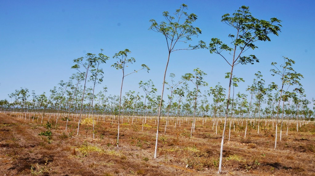 TIMBERFARM startet Pflanzjahr 2016 mit La Productora