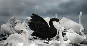 Schwarzer Schwan Corona