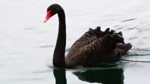 Schwarze Schwäne – Anlagestrategie im neuen Jahrzehnt