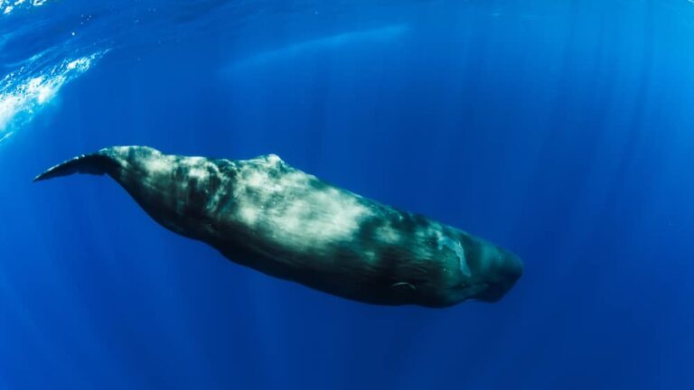 Stein im Wert von 500.000 Euro in Pottwal entdeckt