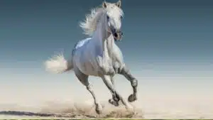 Aufs richtige Pferd gesetzt? Wenn Tiere zum Investment werden